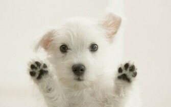 Innocent Puppy Wallpaper Myspace Background