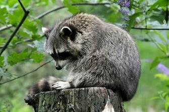 Wallpaper Raccoon Stump Flower