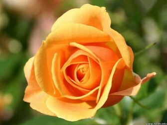Yellow Rose Flowers Flower HD Wallpaper Image Pictures Tattoos