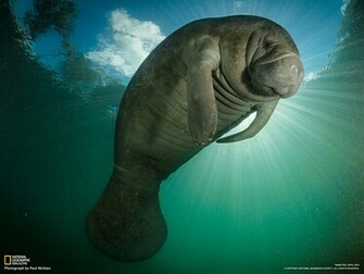 Wallpaper Manatee