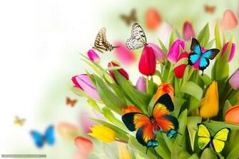 Wallpaper Spring Flowers Butterflies Tulips Desktop