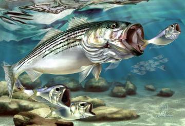 Striper The True Monster Of Montauk By Hayden Hammond
