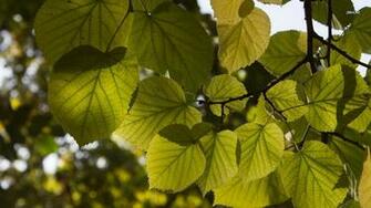 Green And Yellow Linden Leaves Wallpaper