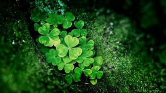 Shamrock HD Wallpaper High Definition Quality