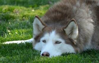 Dog Husky Muzzle Ears Wallpaper Photos Pictures
