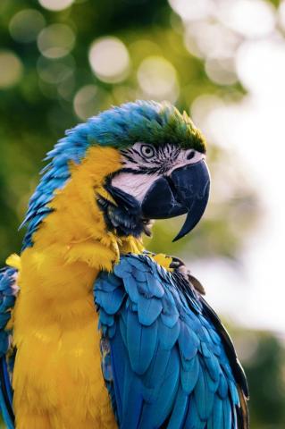 Bird Pictures HD Image