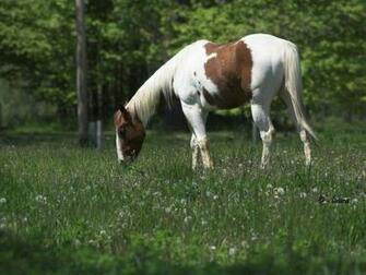 Paint Horse Wallpaper