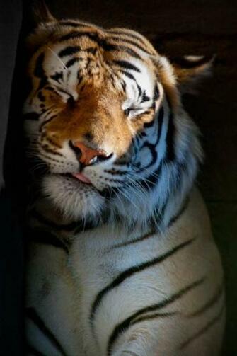 iPhone Background Tiger Background Raquo
