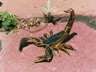 Beautiful Wallpaper For Desktop Scorpion HD