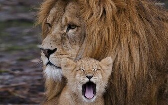 Related Pictures Lion Cub Wallpaper Car