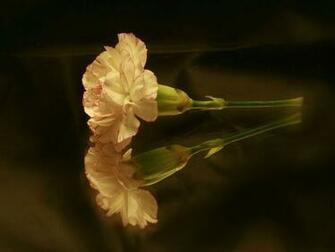 Carnation Wallpaper Mother S Day Flowers