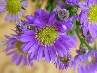 Flower Screensaver Screensavers Purple