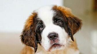 Dog Wallpaper High Res Best HD
