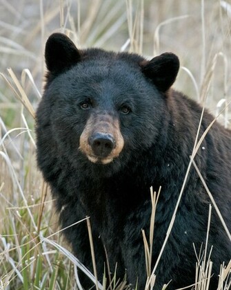 Black Bear Closeup By Gary Langley