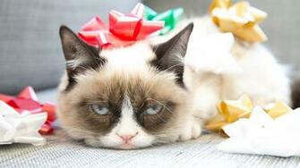 Grumpy Cat Meme Funny HD Wallpaper Of Animals