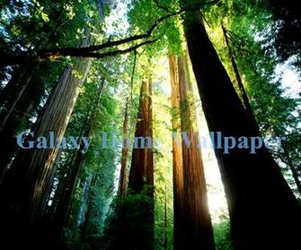 Guangzhou Wallpaper Murals 3d Natural Scenery Designs Jpg