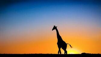 Sunset Giraffe Botswana 1080p HD Wallpaper Nature Life