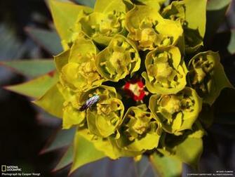 Desktop Wallpaper Flowers By National Geographic