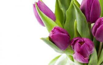 Tag Purple Tulips Flowers Wallpaper Background Photos Image And