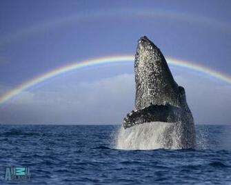 Wallpaper Humpback Whale Desktop Whales