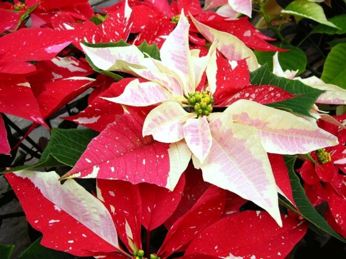 Poinsettia Wallpaper