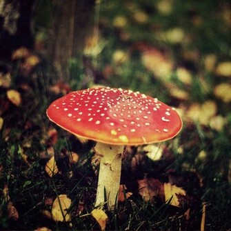 Infected Mushroom Ii By Oragerie