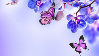 Purple Aesthetic Butterflies On Flowers For Computer