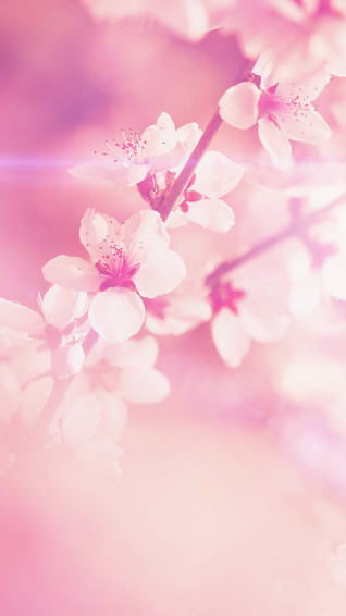 Cherry Blossom iPhone HD Wallpaper