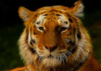 Tiger Face Wallpaper