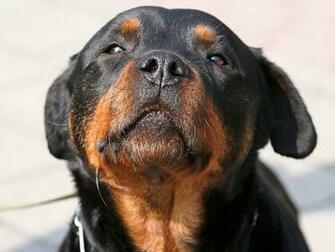 Rottweiler For Wallpaper