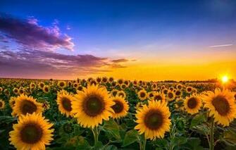 Wallpaper Field Sunflowers Landscape Sunset Flowers