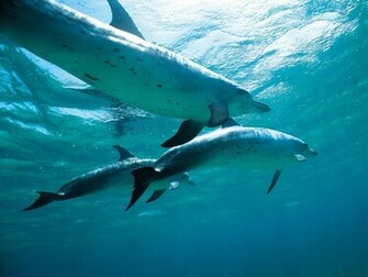 Related Wallpaper Animals Dolphins Dolphin