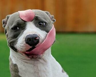 All Wallpaper American Pitbull Dogs HD