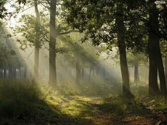 Mystical Light Wallpaper