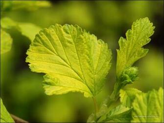 Wallpaper Leaf With Yellow Shade Background
