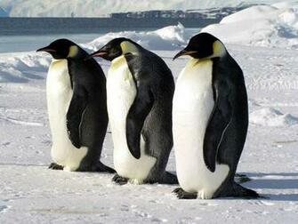 Emperor Penguin Wallpaper X Net