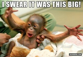 Funny Monkeys Wallpaper Pictures