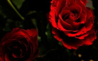 Roses Wallpaper Desktop Background
