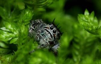 Wallpaper Spider Eyes Leaves Paws Vegetation Jumping
