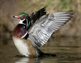 Birds Ducks Wood Duck Wallpaper Animals HD Desktop