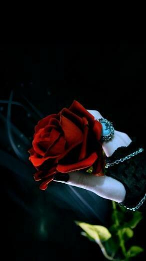 Red Rose Mobile Phone Wallpaper Phonepict