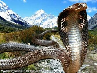 Wallpaper King Cobra
