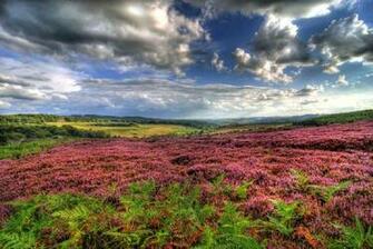 Heather Across The Moors Wallpaper