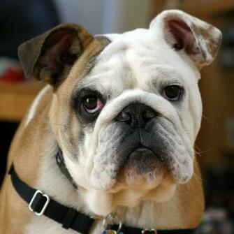 Funny Bulldog Photo And Wallpaper Beautiful Pictures