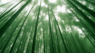 Bamboo Wallpaper HD