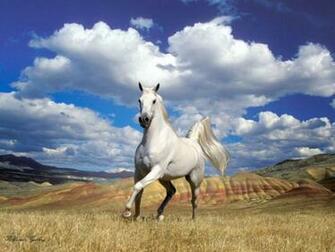 Horse Wallpaper HD Pictures Walls