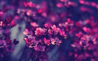Gorgeous Widescreen Flower Wallpaper Dezineguide