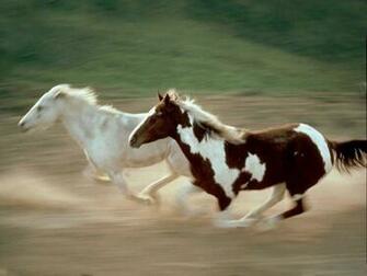 Wallpaper Gallery Beautiful Horse