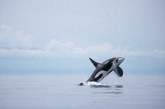 Dangerous Whale Fish HD Wallpaper Top Animals