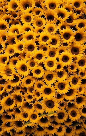 Sunflower Aesthetic Wallpaper